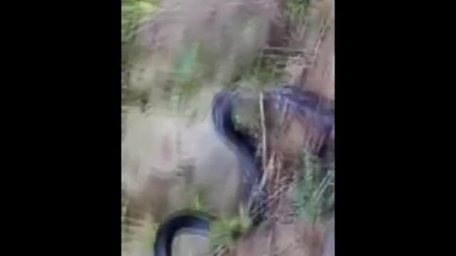 Dân vây bắt hổ mang chúa 7kg, dài gần 4m ở Yên Bái