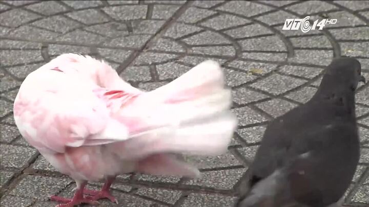 Chim bồ câu ở nhà thờ Đức Bà bị nhuộm lông khiến dư luận phẫn nộ