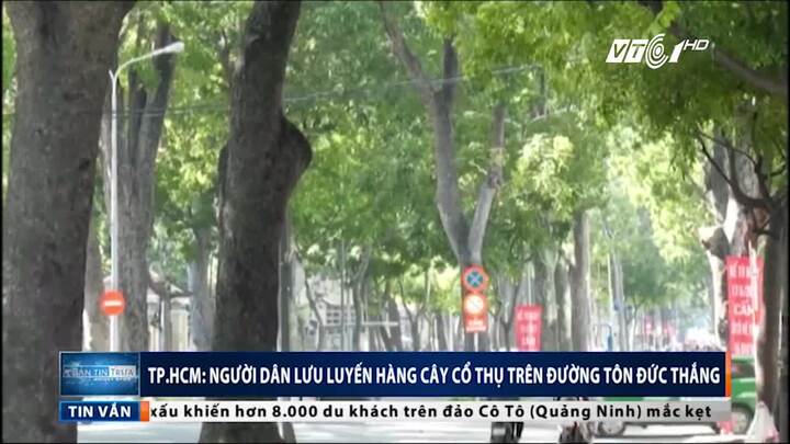 Vì sao người dân TP.HCM lưu luyến hàng cây cổ thụ trên đường Tôn Đức Thắng?