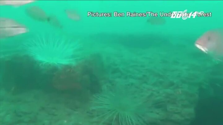 Cận cảnh rừng nguyên sinh 60.000 tuổi vừa được phát hiện dưới đáy biển