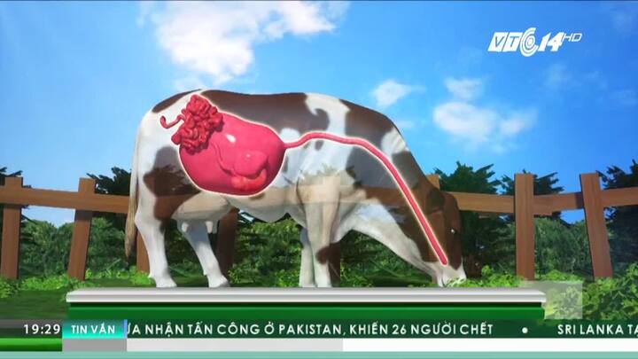 Phát hiện sốc: Bò có thể giúp con người chữa HIV