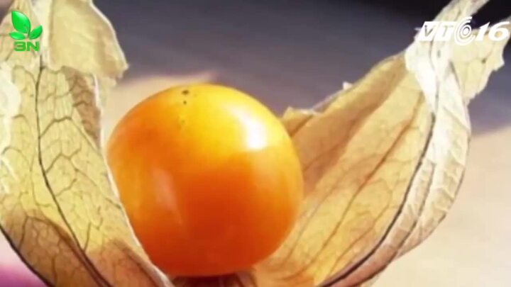 Quả dại 'bỏ đi' ở Việt Nam được bán giá 700.000 đồng/kg ở Nhật Bản