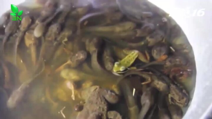 Nòng nọc - 'đặc sản' bổ dưỡng chỉ đãi khách quý của dân xứ Quảng