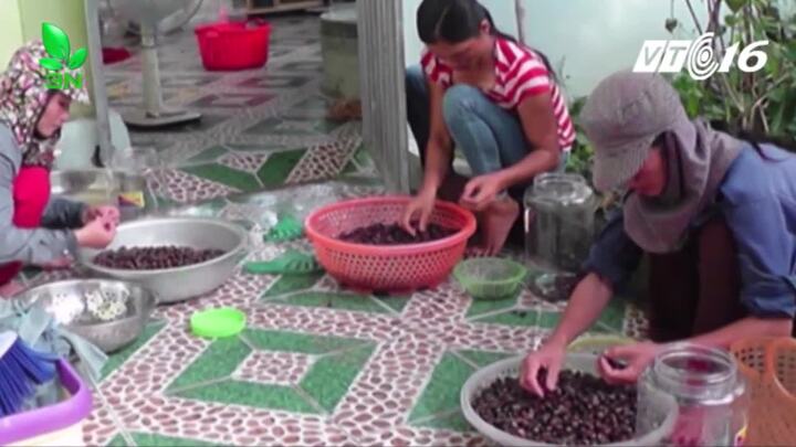 Dân Nghệ An đổ xô lên rừng hái sim, kiếm hàng chục triệu đồng mỗi ngày