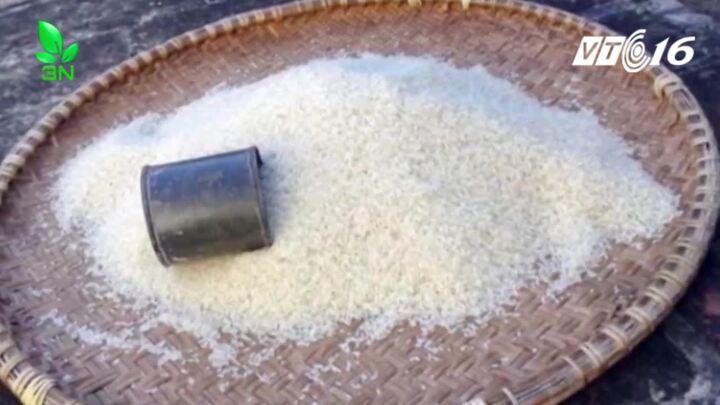 Nhận biết gạo chứa hóa chất bảo quản sinh học