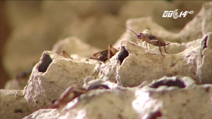 Nuôi bọ cạp, rắn mối, vua côn trùng miền Bắc kiếm tiền tỷ mỗi năm