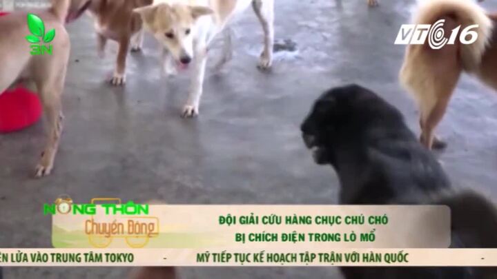 Đội giải cứu chó bị chích điện trong lò mổ ở Nha Trang