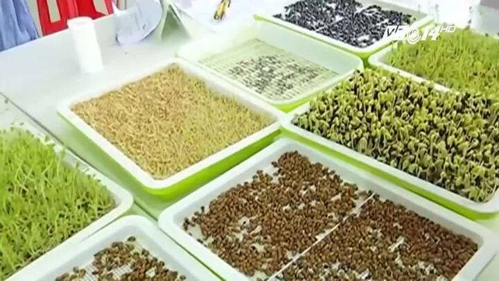 Cách trồng rau trên giấy cực đơn giản, tươi ngon và an toàn