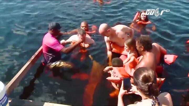 Chiêm ngưỡng cá heo hồng độc đáo, cực hiếm ở Brazil