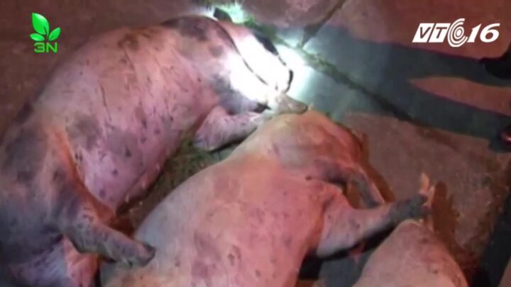 Phát hiện gần 7 tấn lợn chết đang phân hủy cập cảng Quảng Ninh