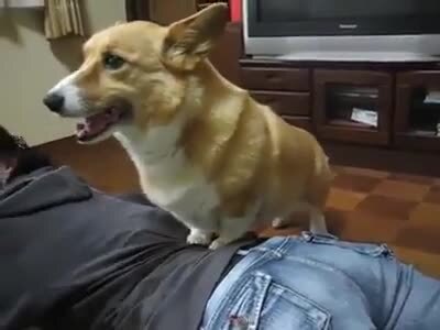 Cười vỡ bụng clip chó Corgi cật lực mát-xa cho chủ
