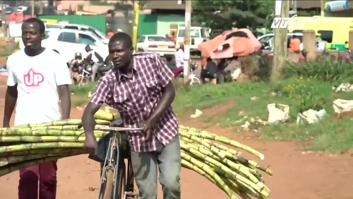 Nữ sinh Uganda ưa chuộng băng vệ sinh làm từ... bã mía