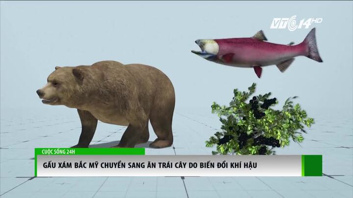 Biến đổi khí hậu, gấu xám Bắc Mỹ từ bỏ cá hồi, chuyển sang ăn trái cây