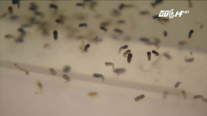 Bao giờ miền Bắc thả muỗi Wolbachia diệt muỗi sốt xuất huyết?