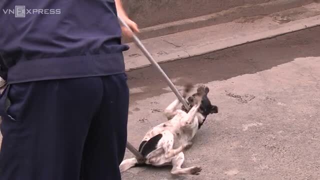 Video: Theo chân đội bắt chó thả rông duy nhất ở Sài Gòn