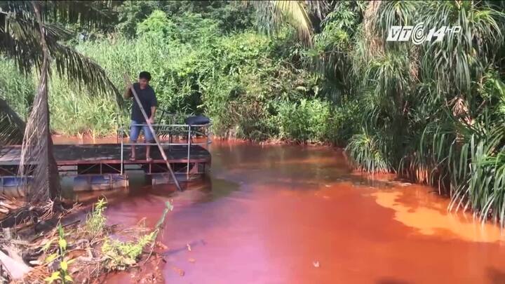 Bình Dương: Nước chuyển màu đỏ máu, cây và cá chết hàng loạt