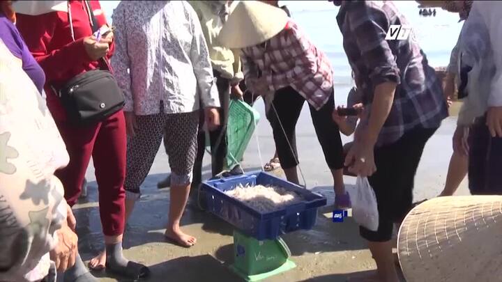 Ngư dân Hà Tĩnh được mùa cá cơm sau bão, kiếm tiền triệu mỗi ngày