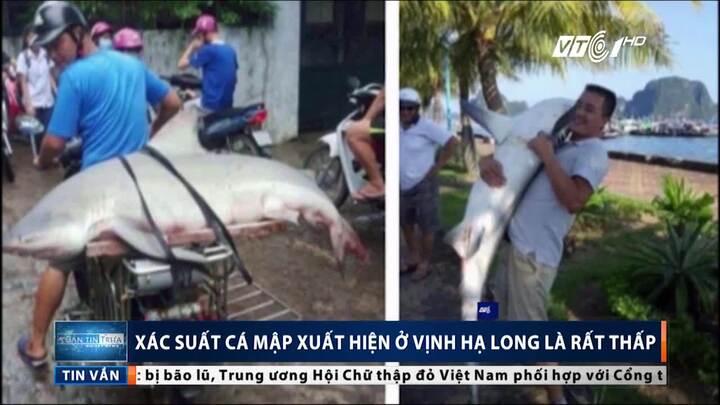Xôn xao thông tin cá mập xuất hiện ở vịnh Hạ Long: Chuyên gia nói gì?
