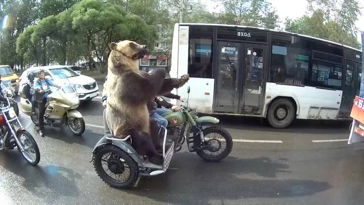 Thanh niên Nga lái mô tô chở gấu khổng lồ dạo phố