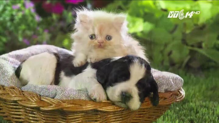 Thị trấn nơi chó, mèo có quyền công dân như con người