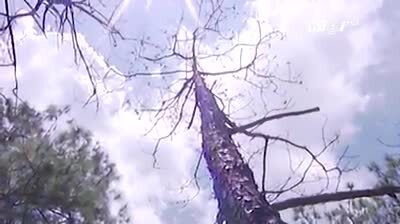 Dùng đinh tẩm thuốc cỏ diệt 8000 ha rừng thông ở Đắk Nông