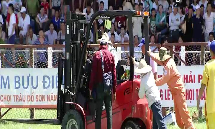 Điểm lại những bi hài trong lễ hội chọi trâu Đồ Sơn 2017