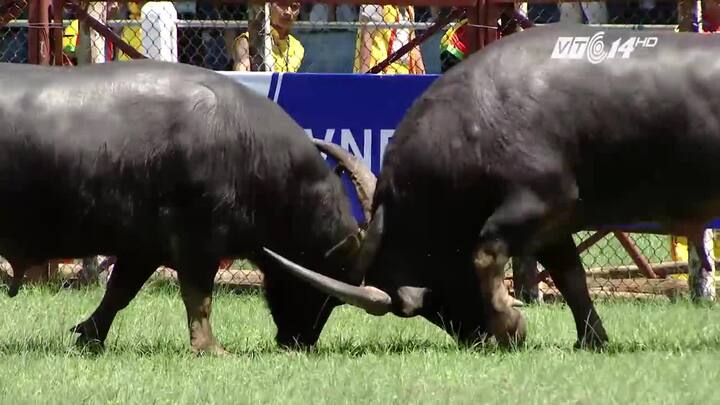 Chọi trâu Đồ Sơn 2017: Điểm lại những pha đánh hiểm mãn nhãn của các 'ông trâu'