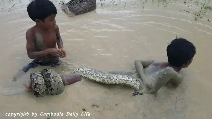 Đi câu cá, 2 bé trai bắt được trăn khổng lồ dưới ruộng