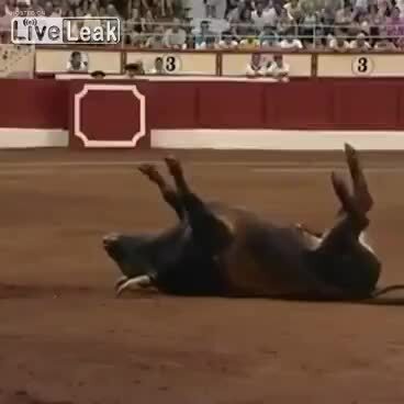 Húc quá hăng, bò tót cắm sừng xuống đất, ngã chổng vó lên trời