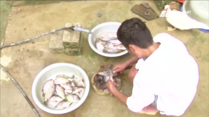 Ăn gỏi cá sống, nhiều người Yên Bái mắc sán lá nhỏ