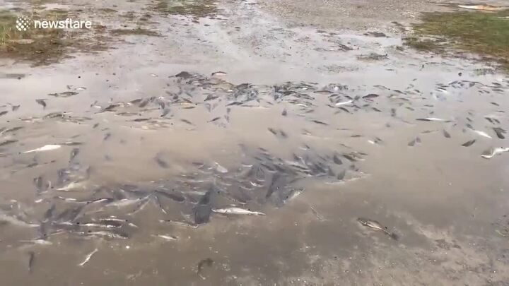 Video: Bão Nate cuốn hàng trăm con cá trê lên đường phố ở Mỹ