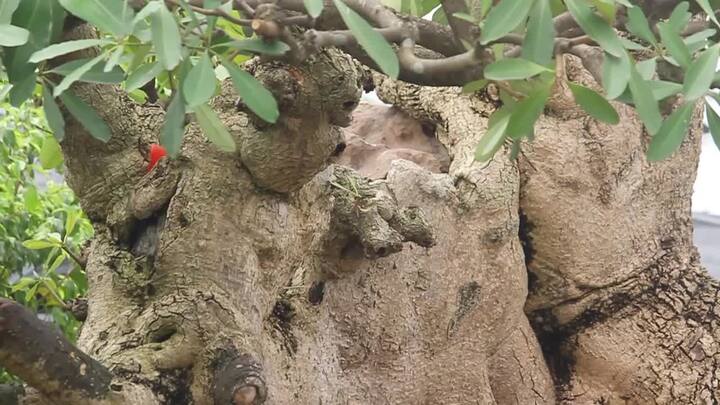 Video: Mục sở thị cây hoa sữa hình con voi trả giá 6 tỷ đồng chưa bán