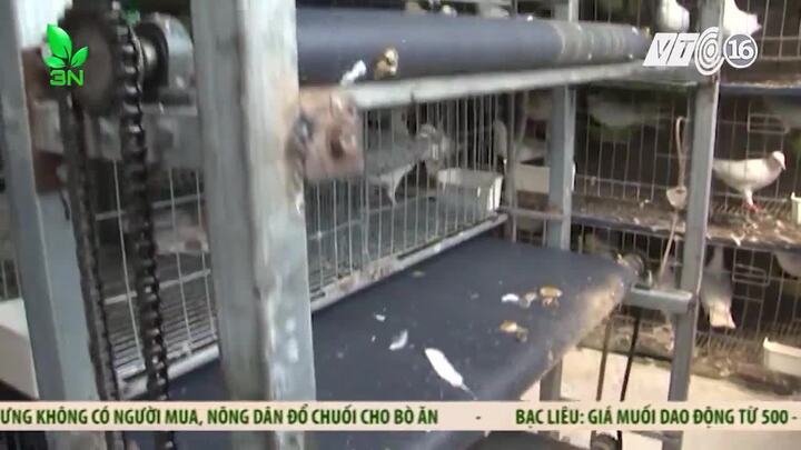 Video: Xem băng chuyền tự chế thu gom phân chim bồ câu của ông chủ đất Kinh Bắc