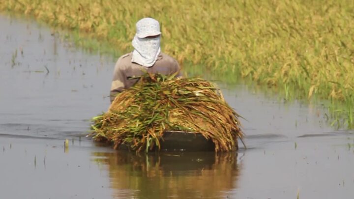 Video: Nông dân Ninh Bình bì bõm gặt lúa chạy bão số 11