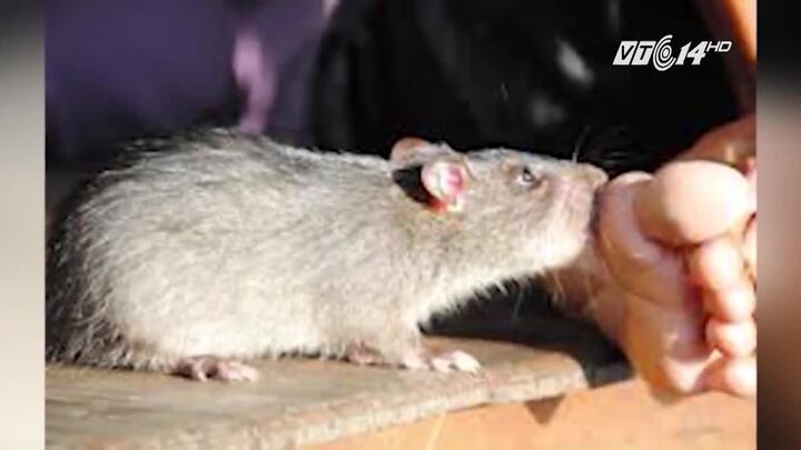 Hà Nội: Mắc bệnh lạ sudoku vì bị chuột cắn