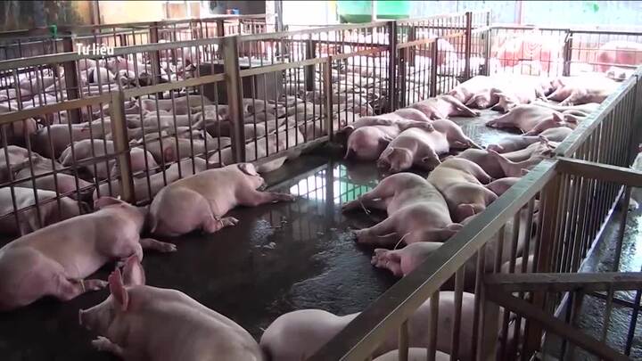 Phát hiện cơ sở tiêm thuốc an thần cho heo ở TP.HCM