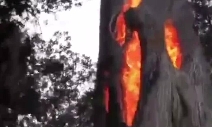 Kỳ quái thân cây bốc cháy ngùn ngụt từ bên trong