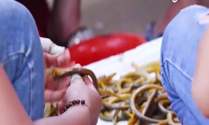 Khử tanh và sơ chế lươn tuyệt đỉnh kiểu Nghệ An