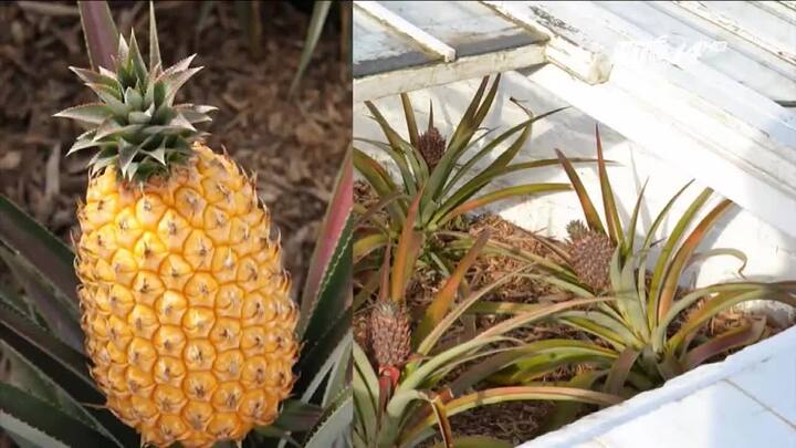 Mục sở thị loại dứa đắt nhất thế giới, 340 triệu đồng/quả