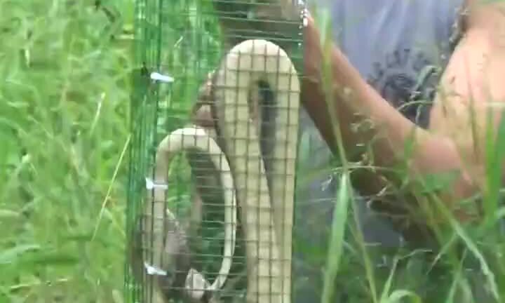 Video: Đặt bẫy rắn hổ mang ở Hà Nội và cái kết không ngờ