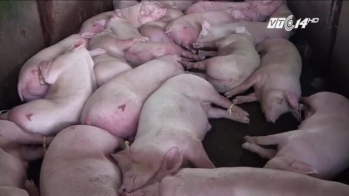 23 người bị kỷ luật sau vụ tiêm thuốc an thần cho lợn ở TP.HCM