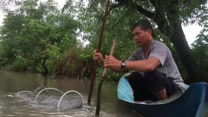 Video: Người Cà Mau quăng lưới bát quái bắt tôm kiếm tiền triệu mỗi ngày