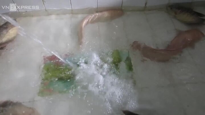 Cận cảnh cặp cá trê hồng nặng hơn 10 kg được nuôi bằng thịt bò ở TP.HCM