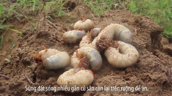 Người Quảng Nam rủ nhau đi đào sùng đất làm món ăn