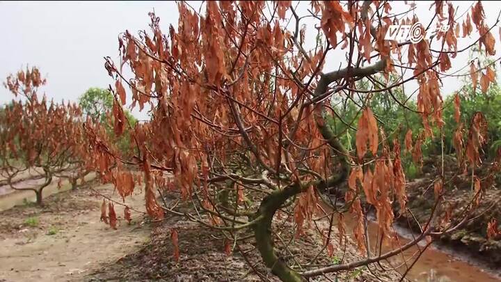 Dân Thái Bình khóc ròng nhìn nghìn gốc đào chết khô, nguy cơ mất trắng vụ Tết