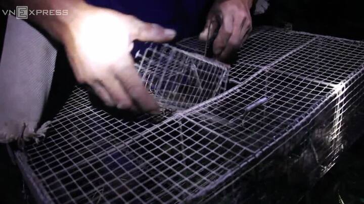 Video: Người Long An bẫy chuột đồng mùa lũ kiếm 400.000 đồng mỗi đêm
