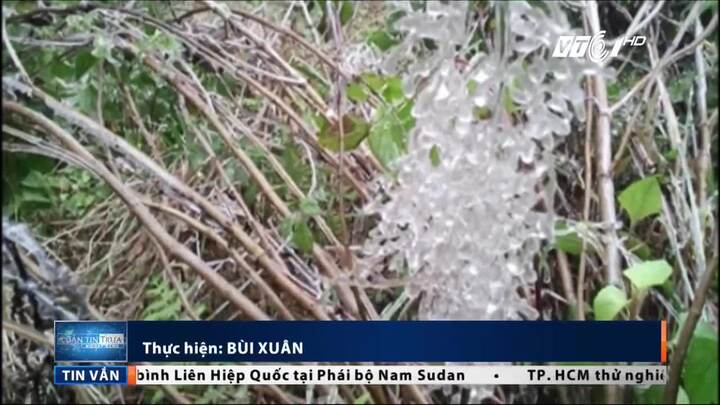 Cận cảnh băng giá trong suốt, bao phủ cây cỏ trên đỉnh Fansipan