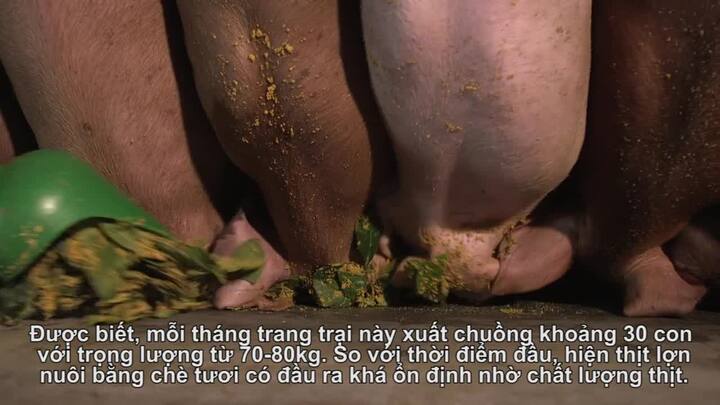 Mục sở thị nuôi lợn bằng lá chè xanh, tắm bằng nước chè cho thịt thơm ngon