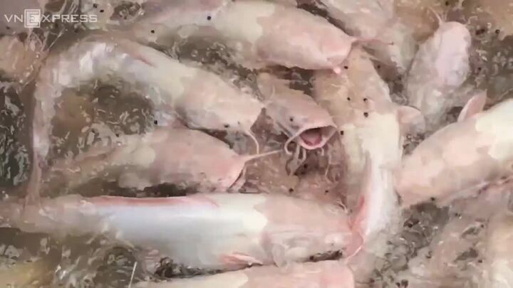 Video: Choáng với đàn cá trê hồng hàng nghìn con trên sông Hậu