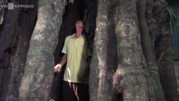 Video: Mục sở thị cây thị nghìn năm chứa được 6 người trong gốc rỗng